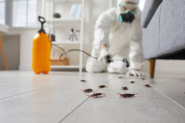 Commercial Rodent Management in Gouldtown